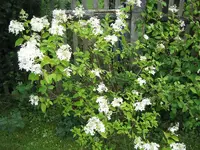 IMG_1328.webp