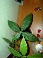 DSC00653.webp