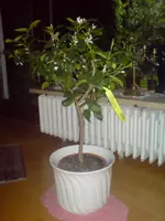 DSC00017.webp