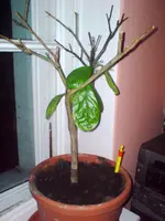 DSC00651.webp