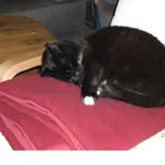 28.02.08 Katze 001.webp