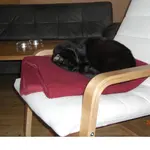 28.02.08 Katze 002.webp