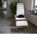neue Canna und relaxte Katze 002.webp