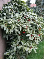 IMG_0950_1.webp