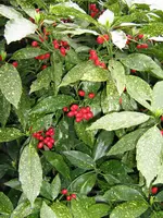 IMG_0951_1.webp