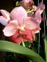 sanderiana.webp