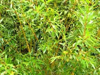 goldweide.webp