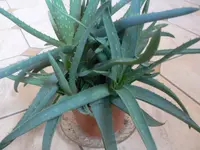 P1020699.webp