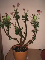 6 010.webp