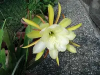 epi blüte.webp