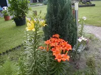 lilium.webp