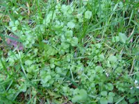 unkraut_1a.webp