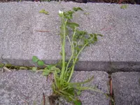 unkraut_1b.webp