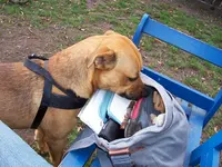 ScharikTasche.webp
