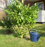 beideBuesche_a.webp