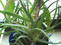 DSC00051.webp
