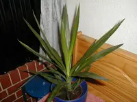 yucca1.webp