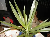 yucca2.webp