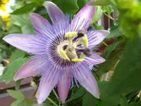 IMGP0256 (Medium).webp