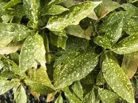 tn_BILD0078.webp
