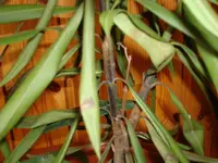 Oleander1.webp