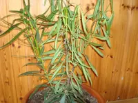Oleander2.webp