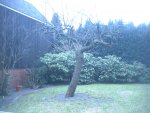 Apfelbaum-klein.JPG