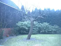Apfelbaum-klein.webp