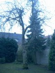 Apfelbaum-groß.JPG