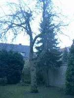 Apfelbaum-groß.webp