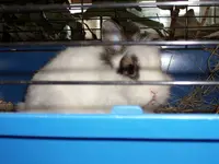 Häschen Tierheim.webp