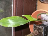 tn_Musa Basajoo Banane.webp