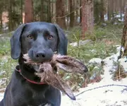 osternfaelltaus.webp