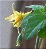 tomate.webp