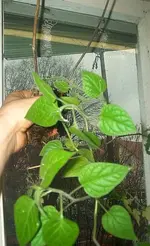 andenbeeren.webp