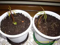 Test 385.webp