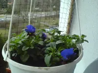 DSC00548.webp