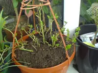 DSC00555.webp