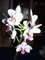 DSCF0550.webp