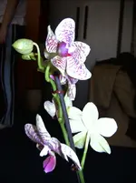 DSCF0551.webp