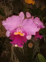 Orchideen 001.webp