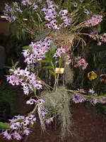 Orchideen 002.webp