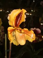 Orchideen 003.webp