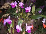 Orchideen 004.jpg