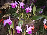 Orchideen 004.webp