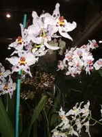 Orchideen 005.webp