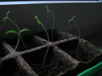 Tomaten 025.webp