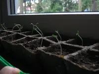 Tomaten 027.webp