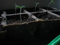 Tomaten 018.webp
