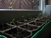 Tomaten 017.webp